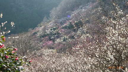 湯河原梅園