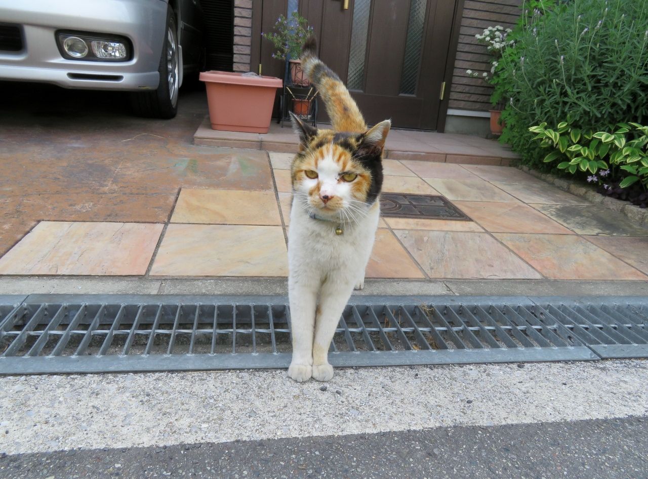 名前は まだニャイ の巻 人さまのネコ 楽天ブログ