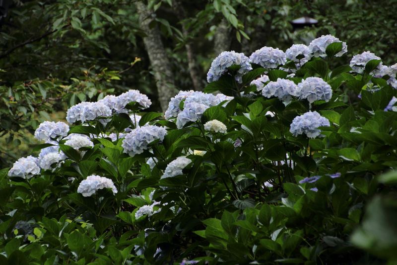 七曲りの紫陽花_03.jpg