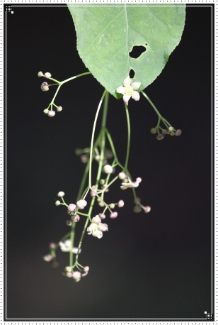 樹木公園-20 ツリバナ 13.4.28