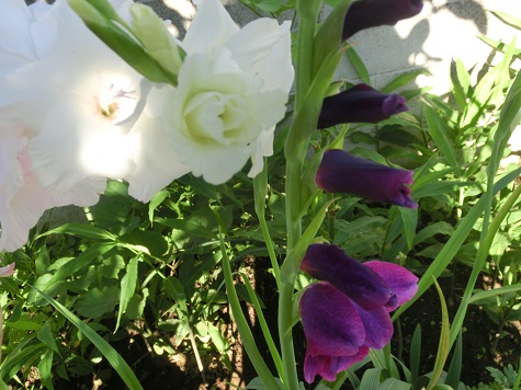 グラジオラス紫、白