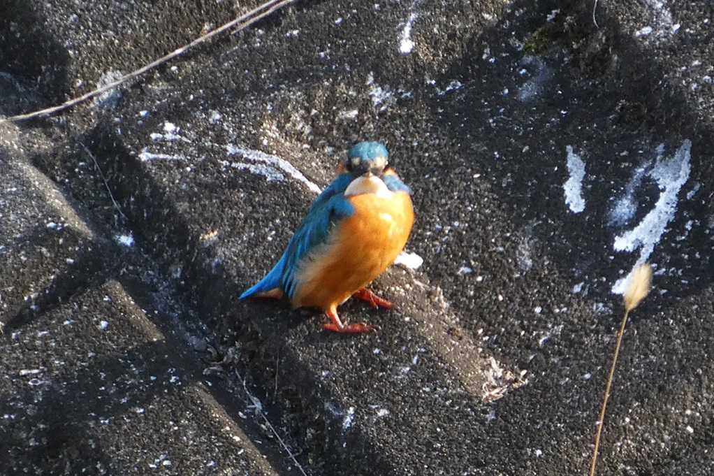 515