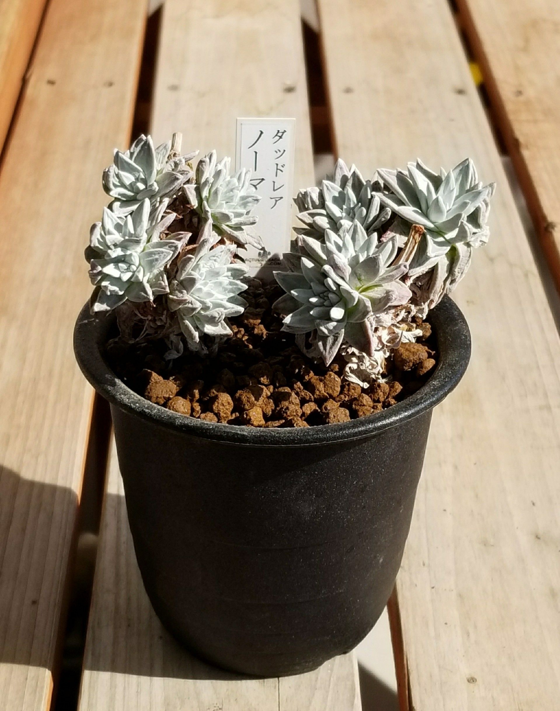 分頭するダドレア | デルオの多肉日記 - 楽天ブログ 