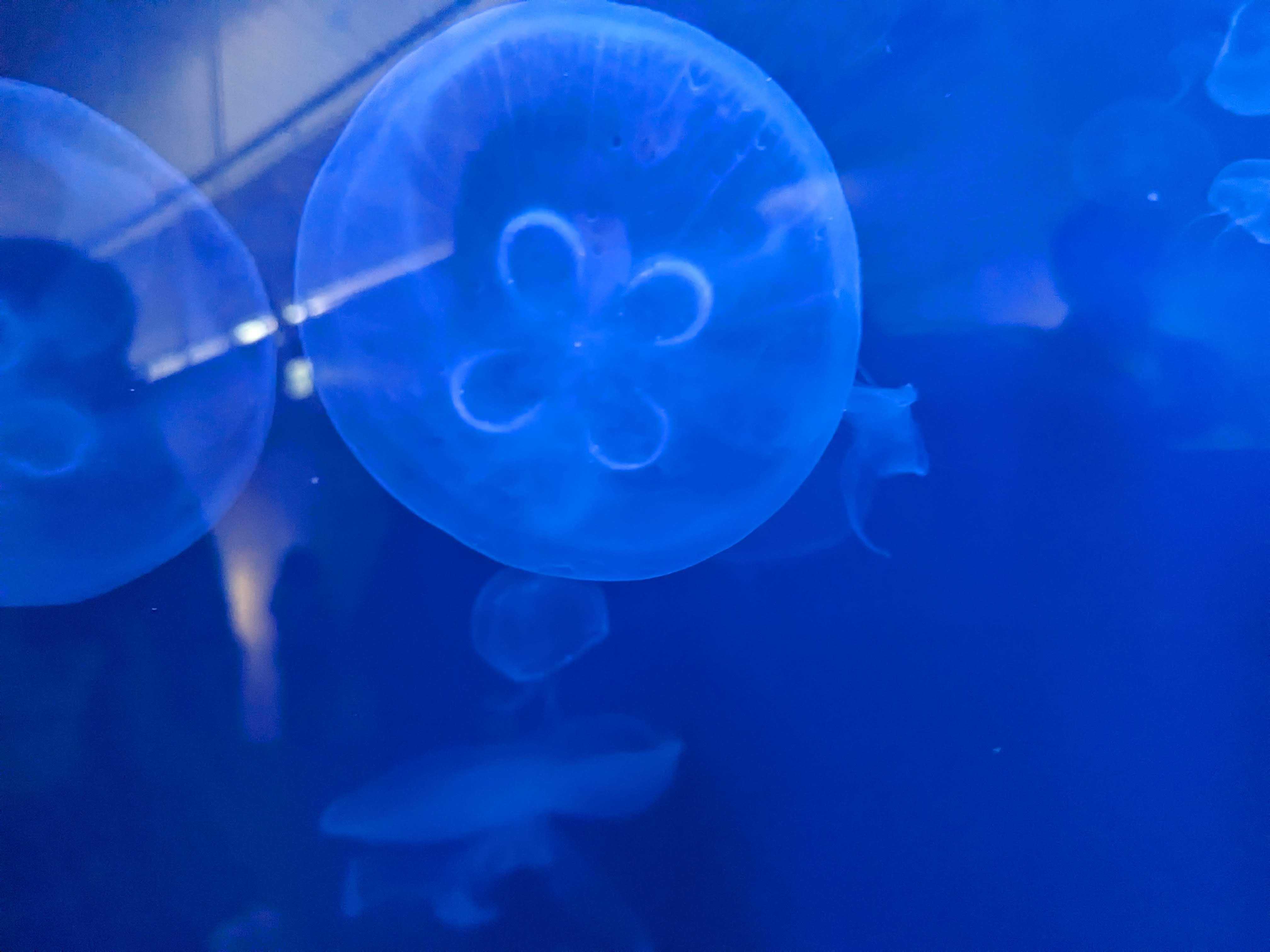 幼児と葛西臨海水族園
