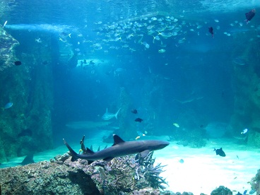 シドニー水族館32.jpg