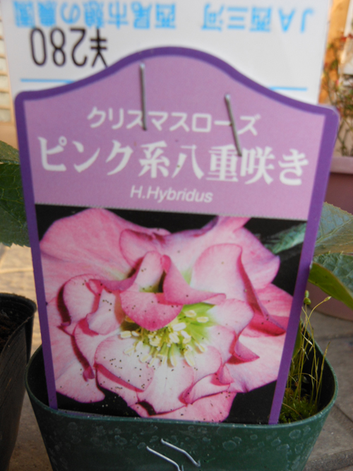 DSCN0534.JPG
