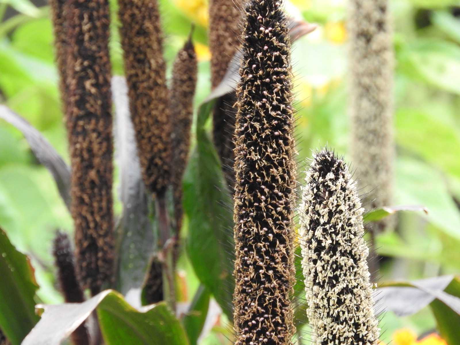 クロキビ キビ 穀物 ガマに似た植物 無料写真 | bevepop フリー 写真素材 - 楽天ブログ