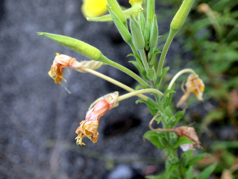 咲き終わった花