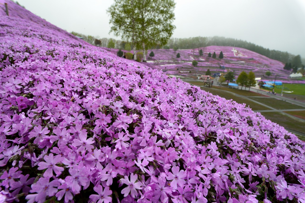 オホーツク　大空町　東藻琴　芝桜公園　芝桜　３
