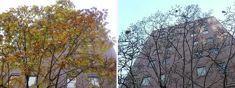 弾正橋白木蓮画像1.jpg