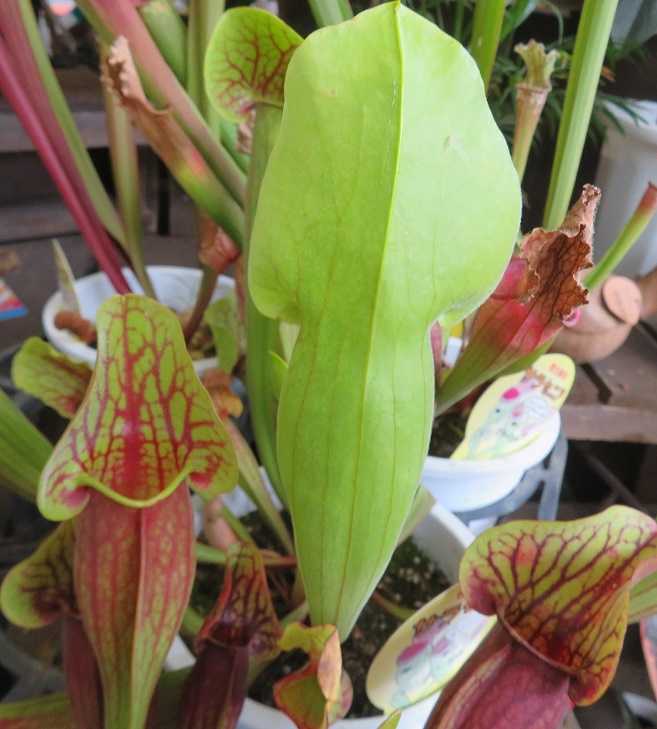 京都の病院行き 食虫植物 サラセニア だい のひとりごと 楽天ブログ