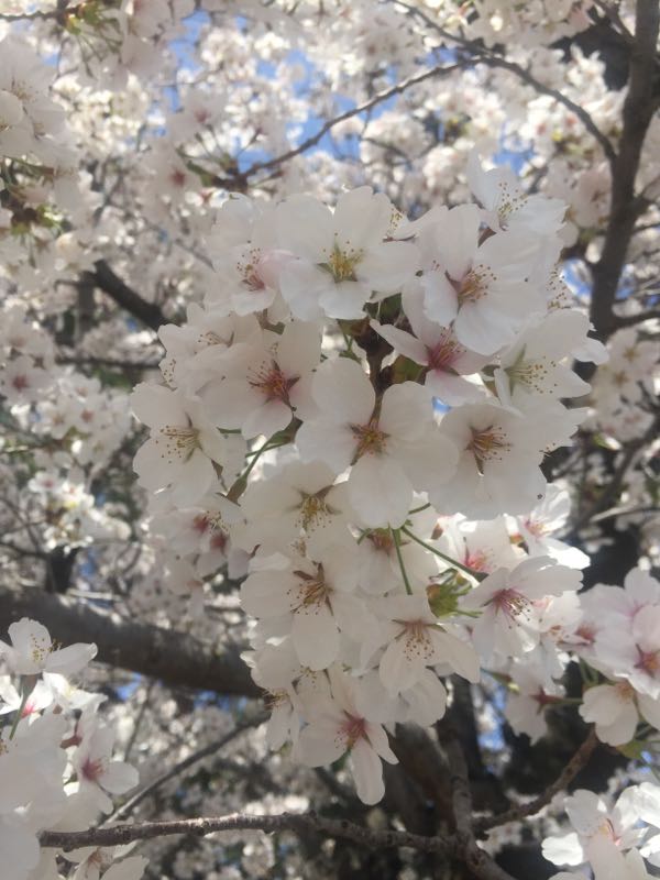 rblog-20180405161430-00.jpg