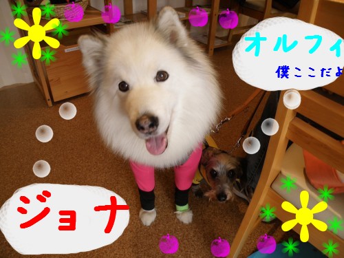 ｼﾞｮﾅ・ｵﾙﾌｨ.JPG