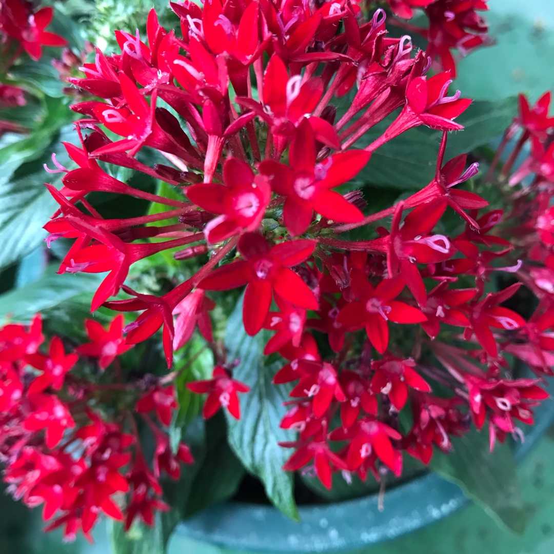 ラッキョウ を新方法で漬けました 木昌1777のブログ 楽天ブログ ラッキョウ を新方法で漬けました 木昌1777のブログ 楽天ブログ