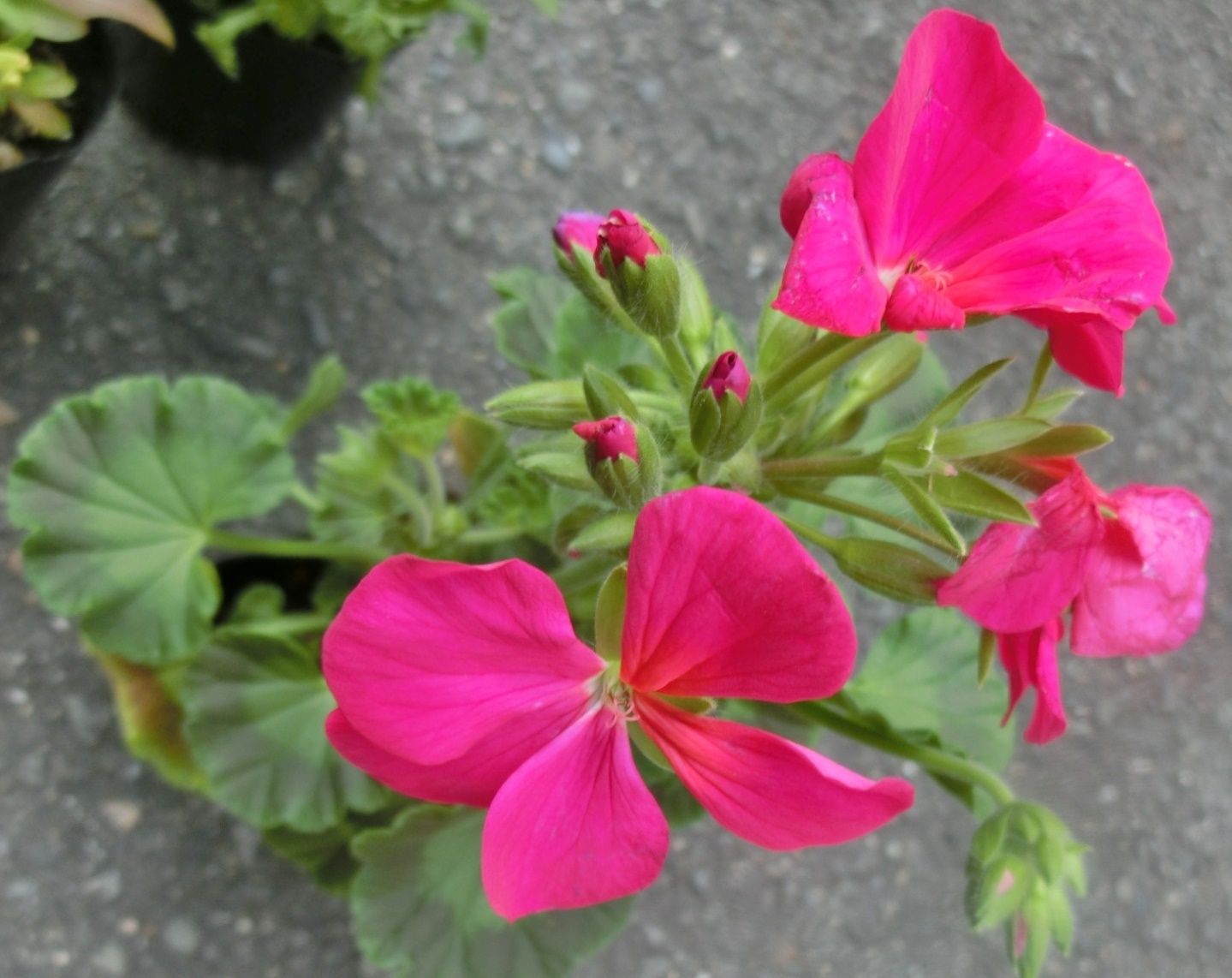 我家で咲く花たち 最近買った花 後期分 だい のひとりごと 楽天ブログ