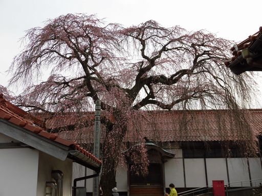 16.03.30桜２.JPG