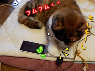携帯2.JPG