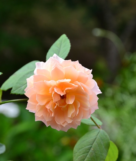DSC_0025.JPG
