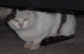 P1310889-ass.jpg