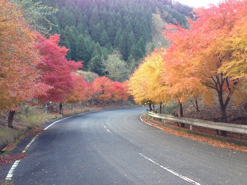 紅葉　林道２