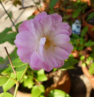 P1110262-ass.jpg