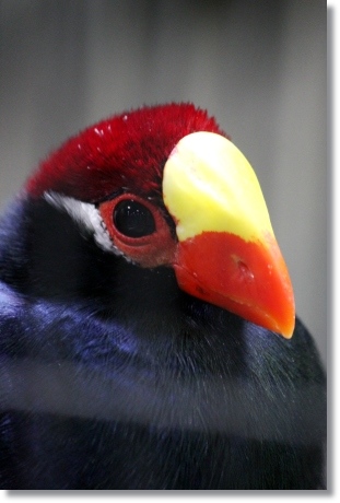 東京旅行-64 ニシムラサキエボシドリ-2 13.10.5