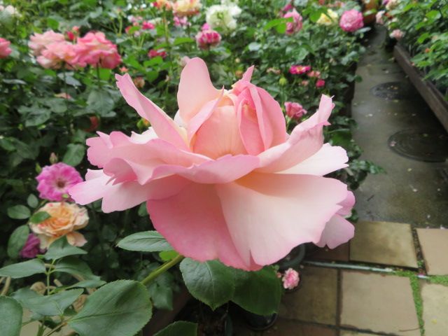 イブ系 強香 バラ苗 Rose 　イヴＮｏ.♡ 切り花品種バラ苗　レアバラ knR1-76 切り花品種接ぎ木 今井ナーセリー 4号 花