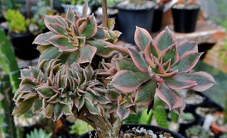DSC_2866.jpg