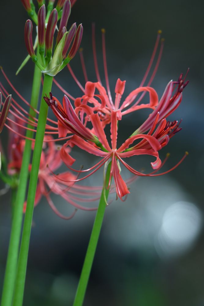 彼岸花が咲いた 南風のメッセージ 楽天ブログ
