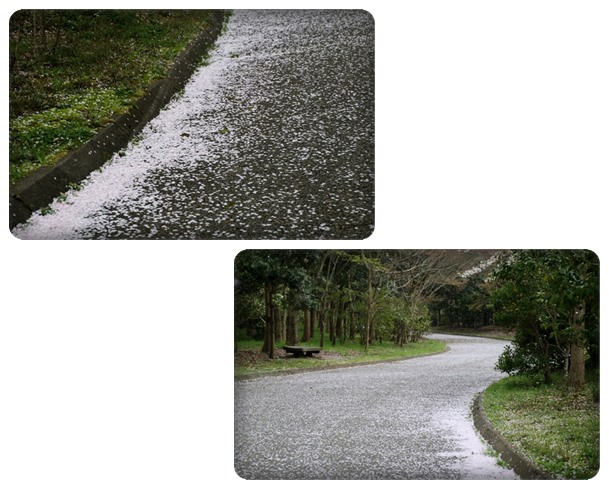 北部公園-8 ピンク色に染まる 16.4.10