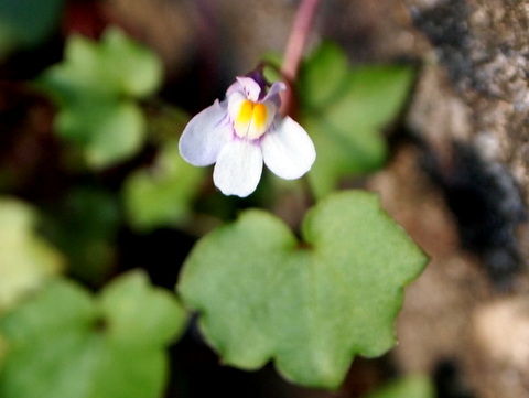 花壇のツタバウンランの花