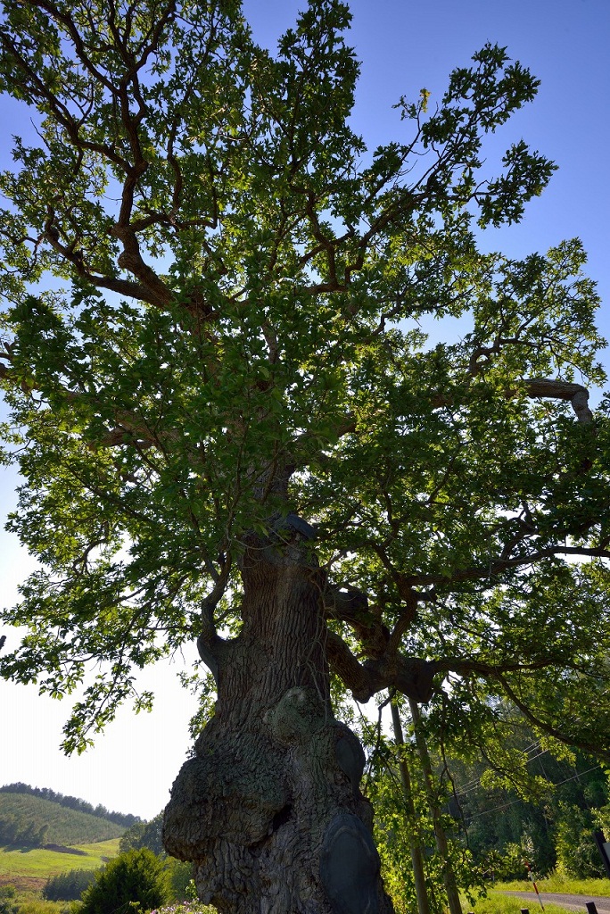 オホーツク 緋牛内の大カシワ 北見市H260830撮影)