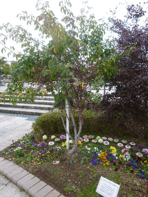 P1150214(1).JPG