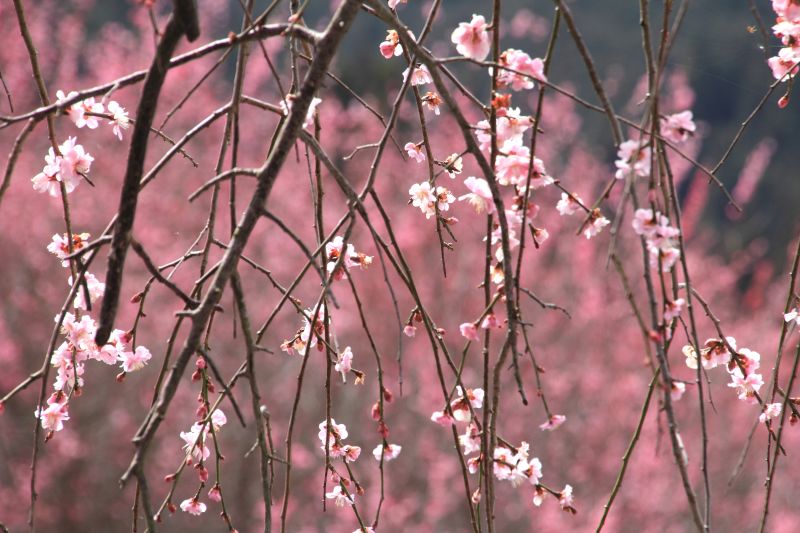 広橋梅林_008.jpg