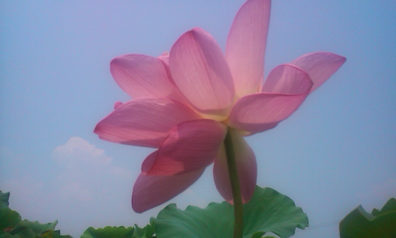 20150803蓮の花1-2