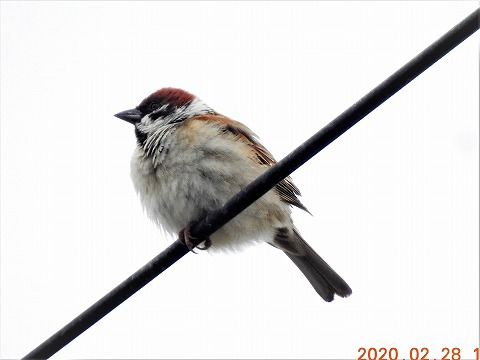 2月28日 金 県道の電線で大量の雀に出合った 三田のいのしし 見て歩き日記 楽天ブログ