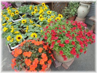 ショックウェーブレッドも再デビューしました。