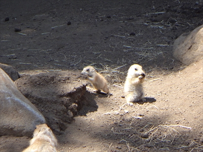 DSC00856_R.JPG
