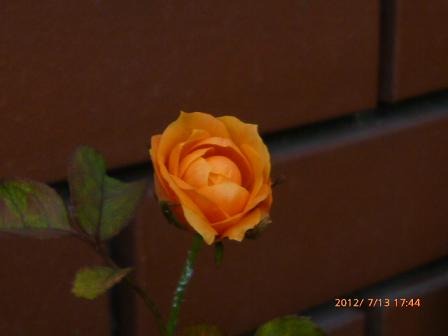 ミニバラオレンジ