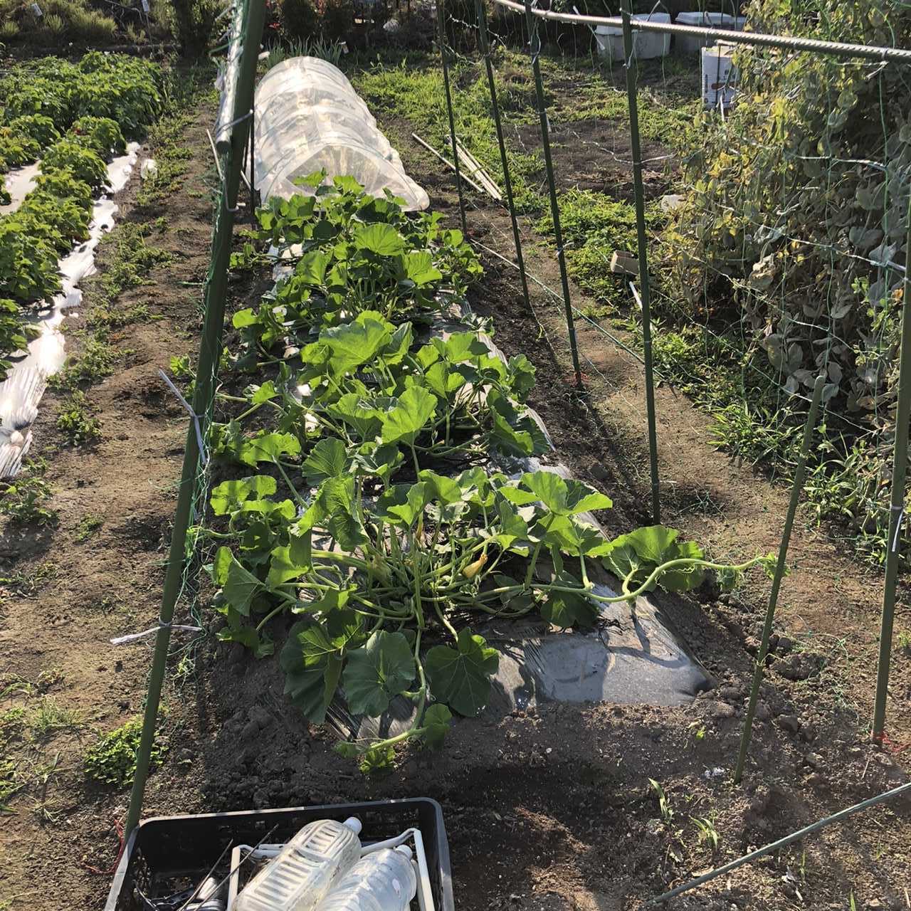 カボチャの空中栽培 元気なカボチャをコントロールできるかな ちょろ松の家庭菜園奮闘記 楽天ブログ