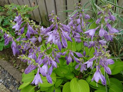 裏庭の紫陽花 ホスタ ギボウシ がいい感じです お気楽 カフェ 楽天ブログ