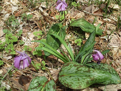 IMG_1680ss.jpg