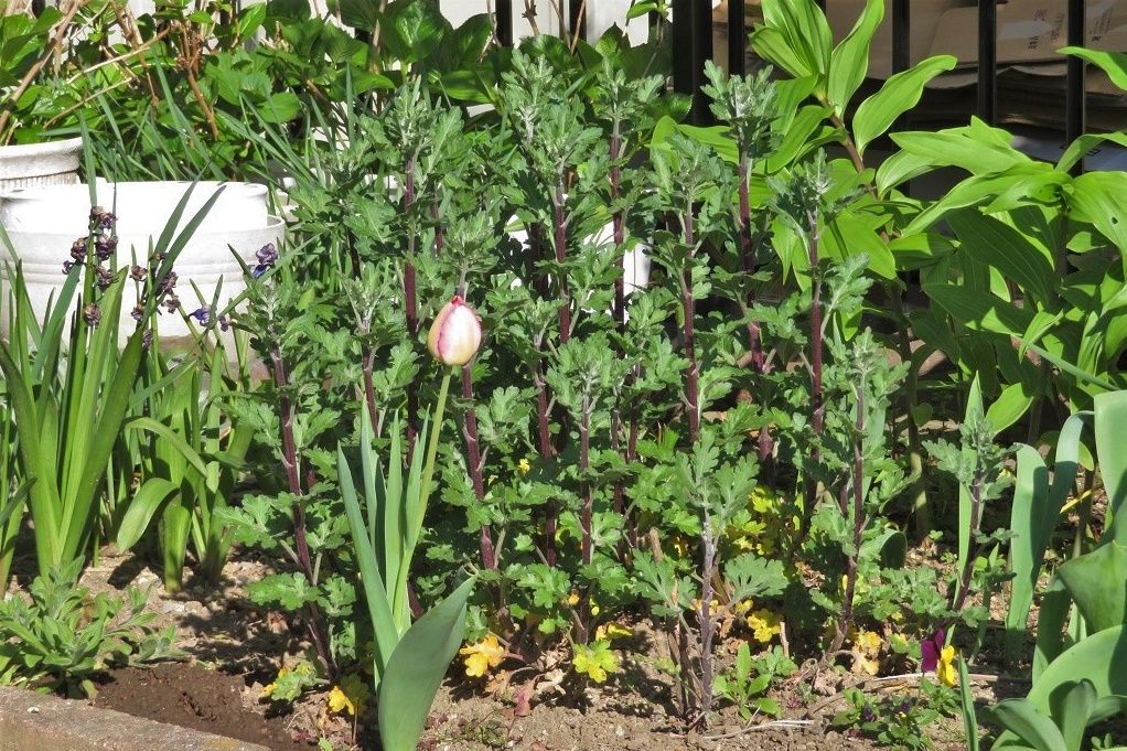 小菊 寒菊の摘芯と挿し芽 庭の花 グミ モッコウバラ チューリップ イチゴ美味しかった 大分金太郎の花鳥蝶月 楽天ブログ