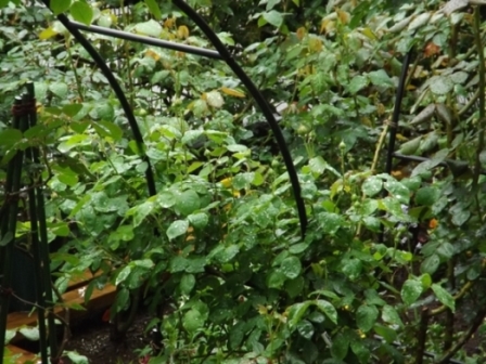 メアリー・ローズ