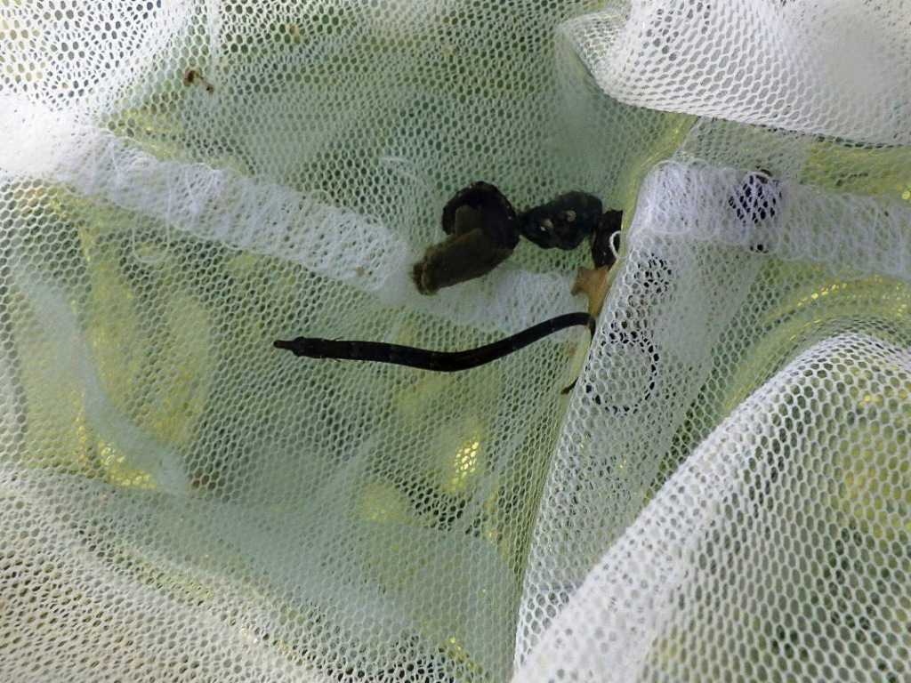 串本磯採集2023年8月上旬44　カンムリヨウジ（Micrognathus andersonii）