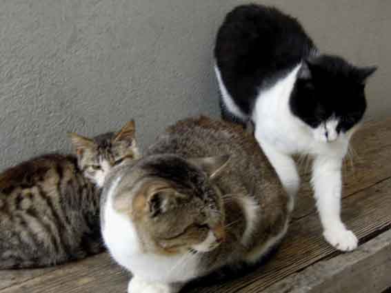 我が家のニャンコ♪2013/11/30-3