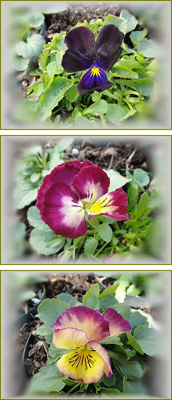 ROKAさんのビオラと虹色スミレ