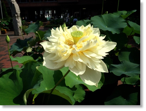 友誼牡丹(ゆうぎぼたん)