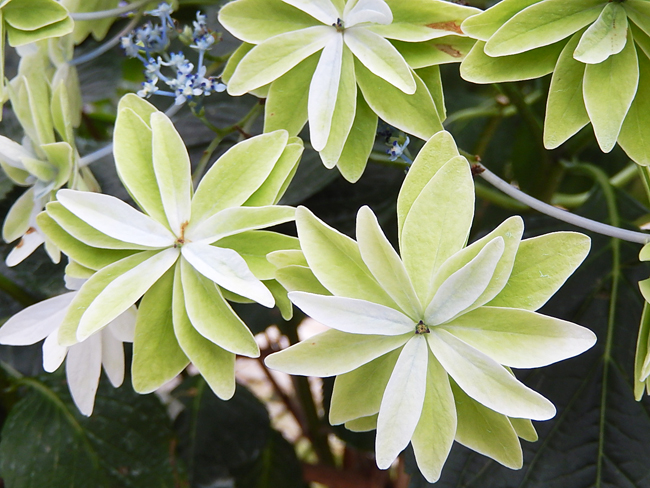 紫陽花５