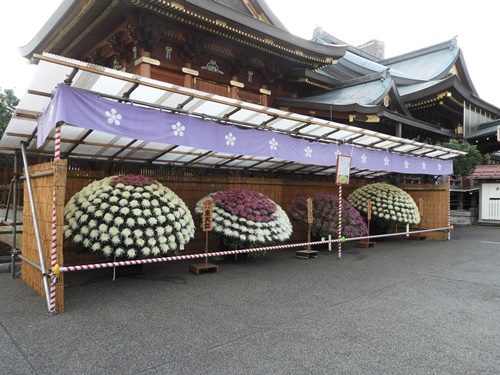 湯島天神菊まつり